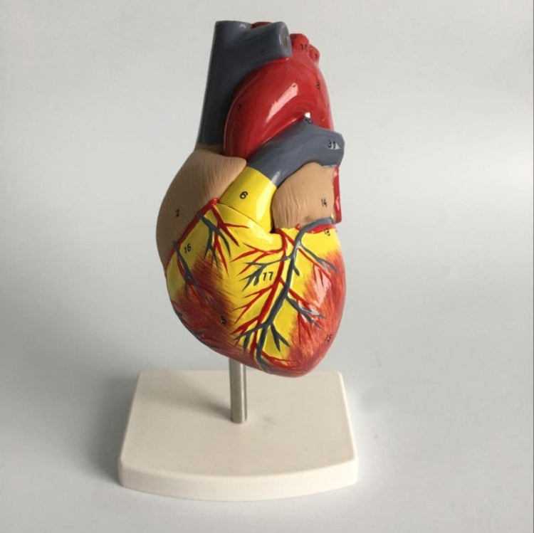 1: 1 Human Heart Anatomical Model  Cardiology Heart Anatomy Teaching Model with Number Mark - Teaching Resources by PMC Jewellery | Online Shopping South Africa | PMC Jewellery | Buy Now Pay Later Mobicred