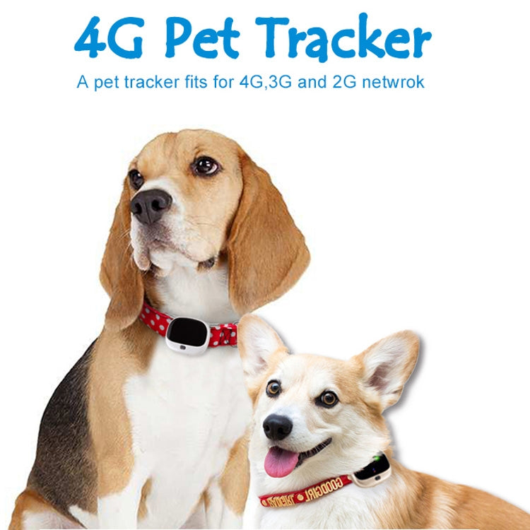 RF-V43 A Style IP67 Waterproof GPS + LBS + WiFi Pet Locator Pet Collar Tracking Device For Asia/Europe/Africa/Australia(White) - Pet Tracker by PMC Jewellery | Online Shopping South Africa | PMC Jewellery | Buy Now Pay Later Mobicred